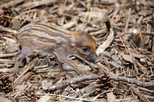 Small cute playful baby with lying mom sows of Visayan warty pig (Sus cebifrons) is a critically endangered species in the pig genus. It is endemic to Visayan Islands in the central Philippines
