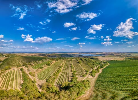Vineyards in Palava region, Landscape of South Moravia, Czech Republic, view from above, drone shoot
