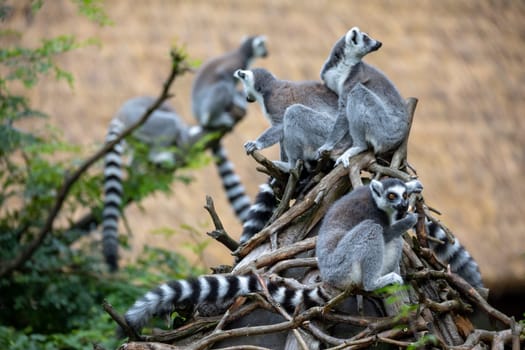 family of cute and playful Ring-tailed lemur, endemic animal in Madagascar