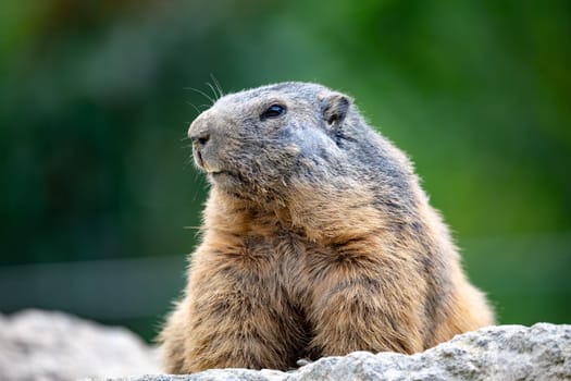 Alpine marmot (Marmota marmota), close up portrait, European wildlife