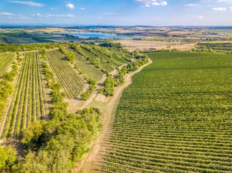 Vineyards in Palava region, Landscape of South Moravia, Czech Republic, view from above, drone shoot