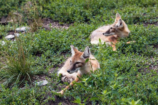 resting two Korsak or steppe Fox (Vulpes corsac), predatory mammal of the genus of foxes of the canine family