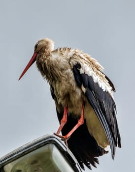 Adult white stork (Ciconia ciconia) on the street lamp - Choczewo, Pomerania, Poland