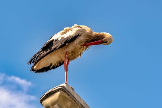 Adult white stork (Ciconia ciconia) on the street lamp - Choczewo, Pomerania, Poland