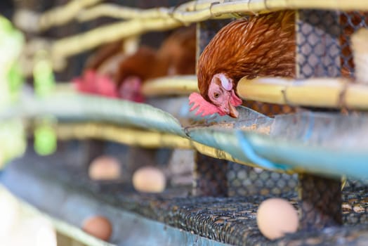 Brown hens feed on animal food and egg production from laying hen farm, simple chicken husbandry low cost in the countryside, agriculture livestock poultry in rural Thailand