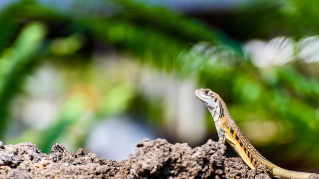 Closeup side Leiolepis belliana, butterfly lizards or butterfly agamas with orange stripes colorful stand on the ground on a green nature background of tree, 16:9 widescreen