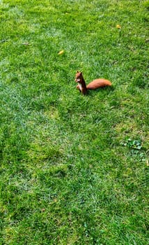 Wild red squirrel or Eurasian red squirrel (Sciurus vulgaris) in Kampinos National Park, Masovia, Poland