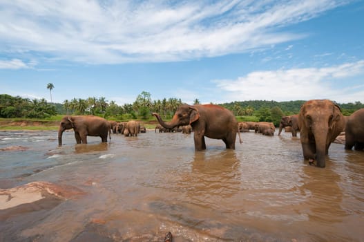 Elephants in the river in Sri Lanka