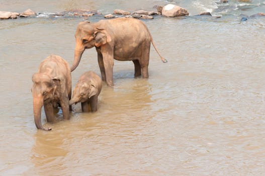 Elephants in the river in Sri Lanka