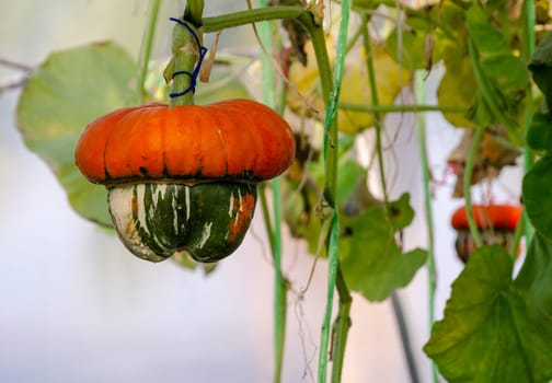 Turban Squash (Cucurbita maxima) pumpkin fruit hanging on the vine with green leaf in organic greenhouse farm