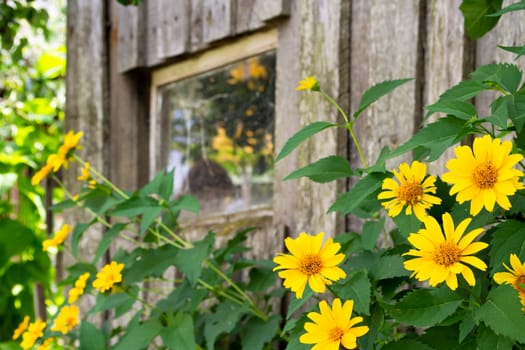 Old broken farmhouse with a wooden window and yellow flowers. A beautiful boarded up old window in a carved wooden frame.