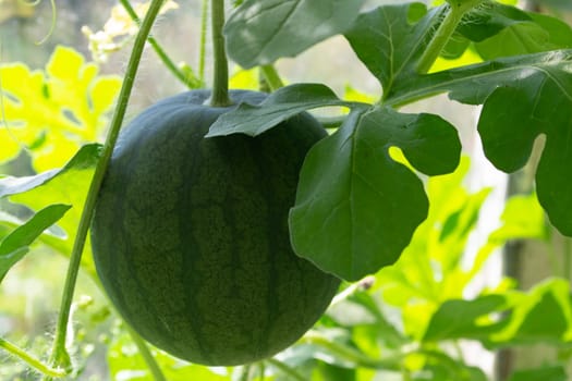 small watermelon grown in the organic garden, ripe watermelon, harvest in the farm