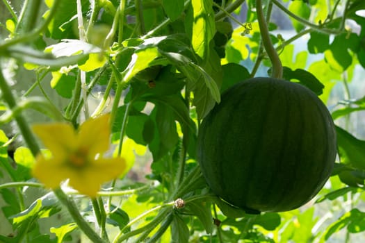 A young green watermelon with plant vines stretching out in front of it. Flower of agriculture watermelonfruit