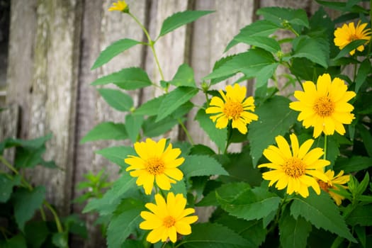 Yellow beautiful flowers on the wooden wall of the old rustic village in Belarus.