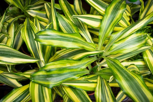 Dracaena deremensis Lemon Surprise Lemon Lime, dracaena background close up