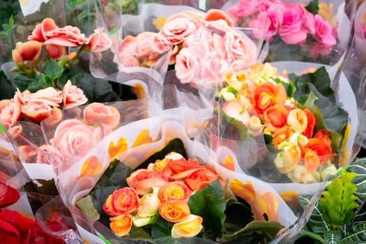 Mix of begonias. Begonia flowers in pots in market