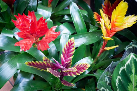 Vriesea flower in the garden, Colorful flowering vriesea plants of tropical . Variety bromelia