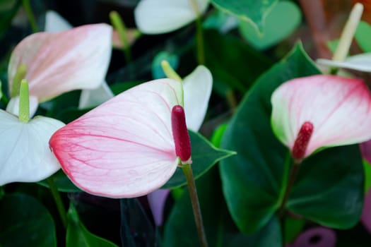 Flowers calla lilies on a black background. Calloideae in purple and white colors