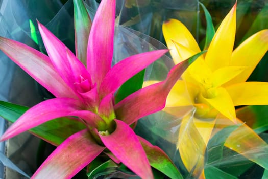 Pots with decorative flowers Guzmania lingulata with pink and yellow flowers close up
