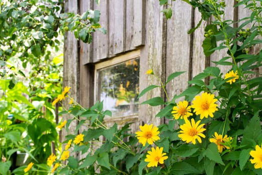 Yellow flowers and old wooden farmhouse wall with window.