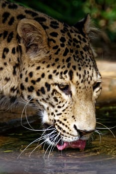 Leopard