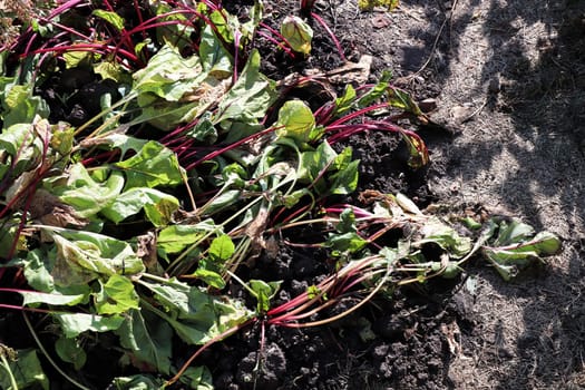 Garden beets wilting in the hot sun.