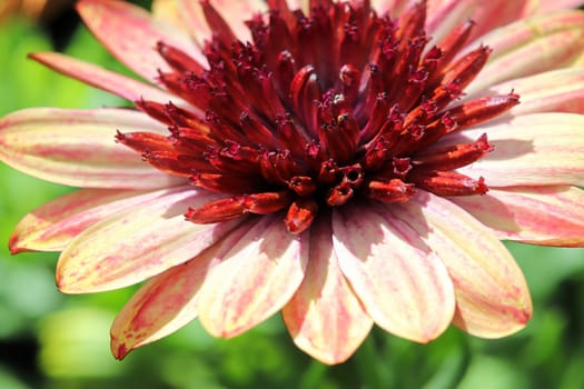 Macro of peach colored African Daisies with red centers.