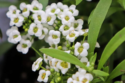 Macro of white Alyssum flowers in bloom.