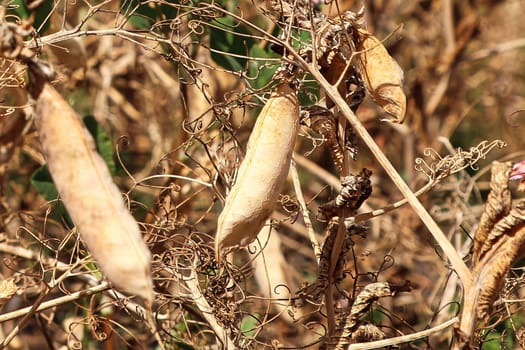 Dried pea pods growing in a farmers field.
