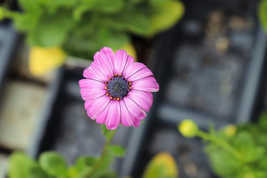 Closeup of pink African Daisy flowers in bloom.