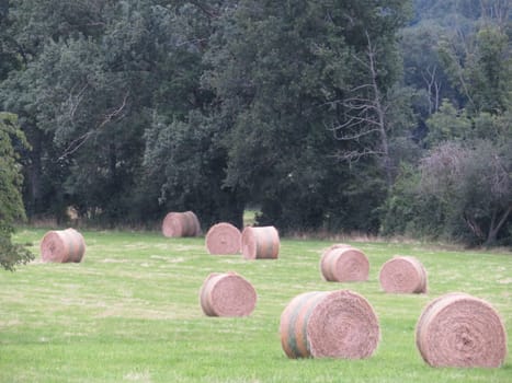 large piles of straw animal feed collection field
