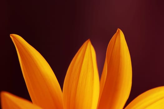 Close up of orange petals