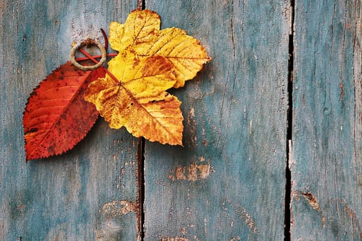 Red and yellow autumn leaves on a green weathered wooden background