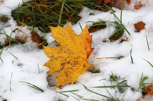 Snowfall in October. An autumn leaf lies on the snow covered ground