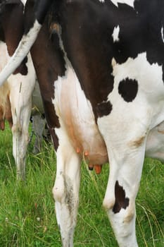 Closeup of udders of black and white cow