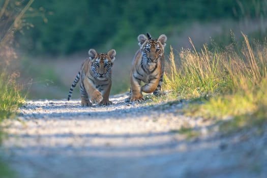 Pair of cute Bengal tiger cubs is running against the camera. Horizontally.