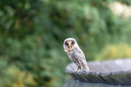 Cute barn owl sitting on a wooden roof looking at the camera.