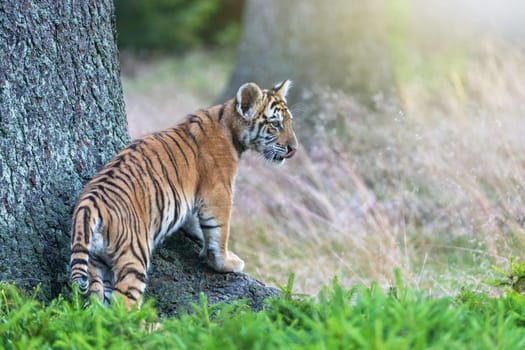 Cute Bengal tiger cub lis posing in the forest. Horizontally.