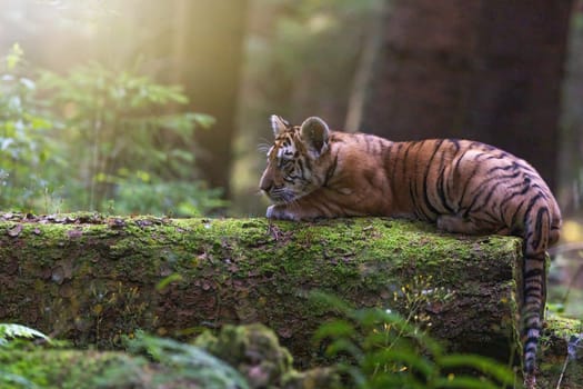 Side view of cute Bengal tiger cub lying on tree trunk in the forest. Horizontally.