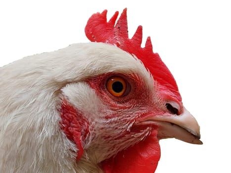 Close-up and detail of white chicken head isolated on white.