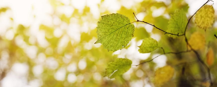 Birch branch with yellow leaves on the sunny background in autumnal forest. Concept of wallpaper and banner.