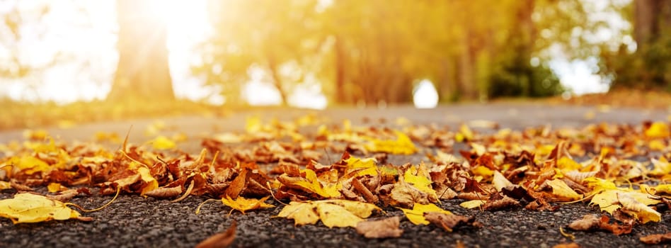 Colorful autumnal leaves on the road in the park. Panoramic close-up view of the highway in natural parkland.