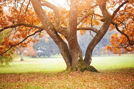Beautiful oak tree in the autumnal park. Panoramic view of the natural park in autumn.