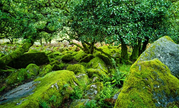 Wistman's Wood National Nature Reserve - mystic high-altitude oakwood on valley of the West Dart River, Dartmoor, Devon, United Kingdom