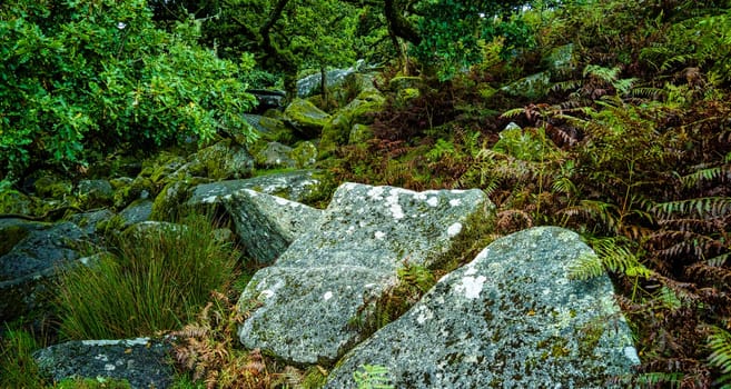 Wistman's Wood National Nature Reserve - mystic high-altitude oakwood on valley of the West Dart River, Dartmoor, Devon, United Kingdom