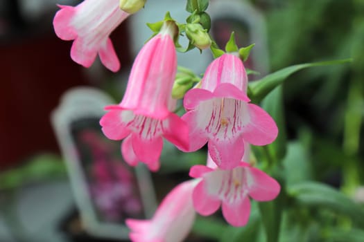 Closeup of pink and white Beard Tongue flowers.