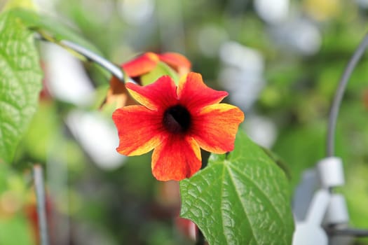 Yellow and orange blossoms on a Black Eyed Susan Vine.