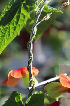 The twisted vine on a Thunbergia plant.