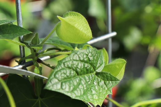 Closeup of a closed bud on a Thunbergia flower.
