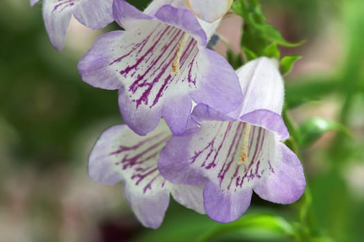 Closeup of purple and white Beard Tongue flowers.